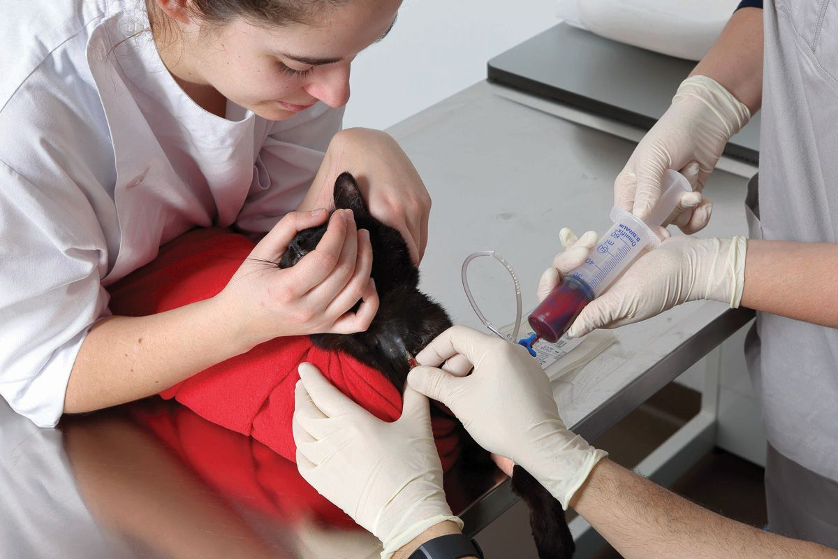 Blood being collected from a cat 