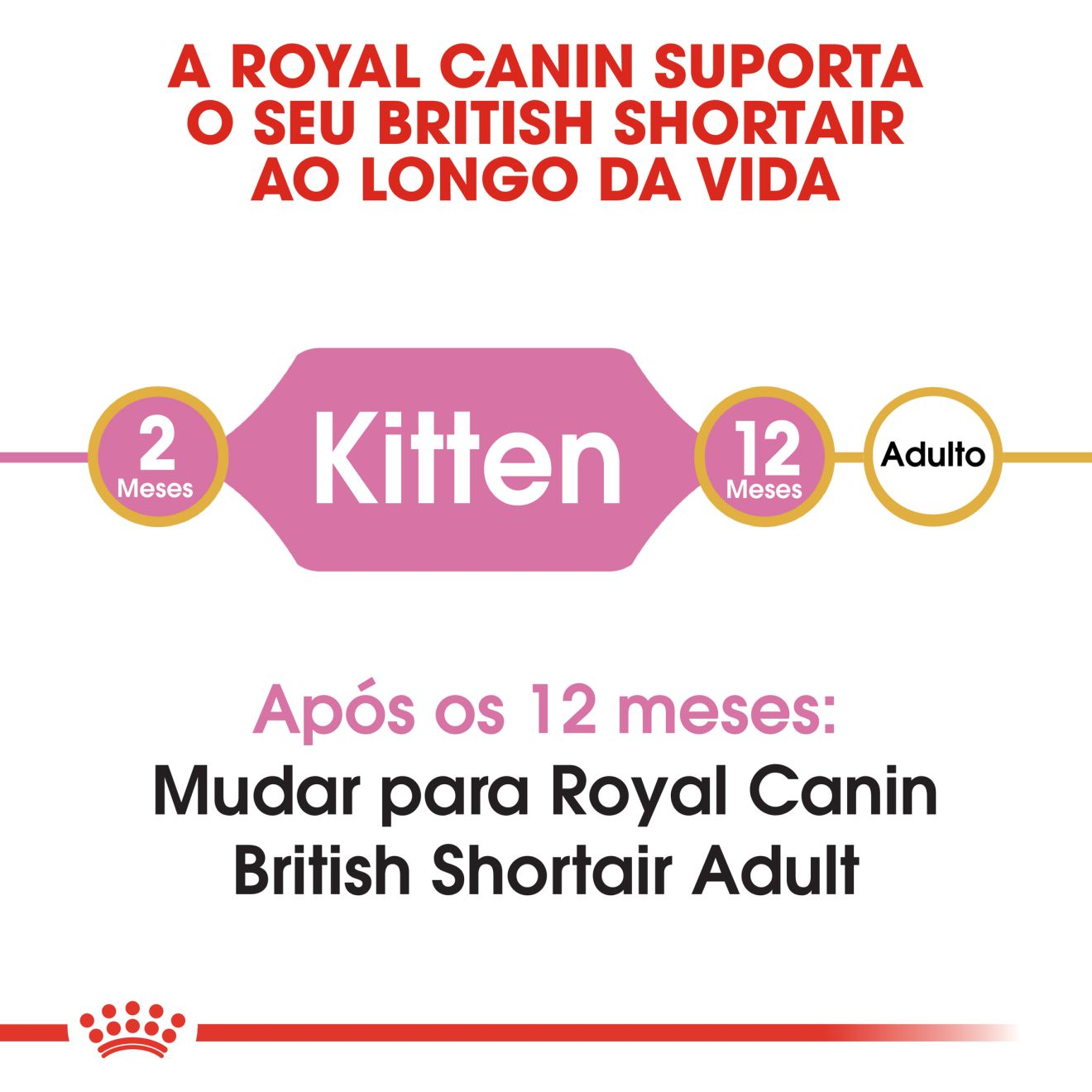 British Shorthair Kitten