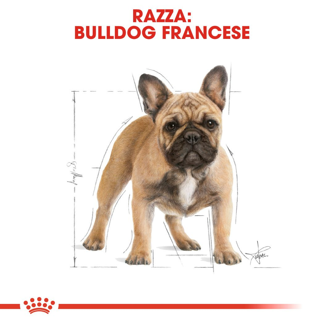 French Bulldog Adult