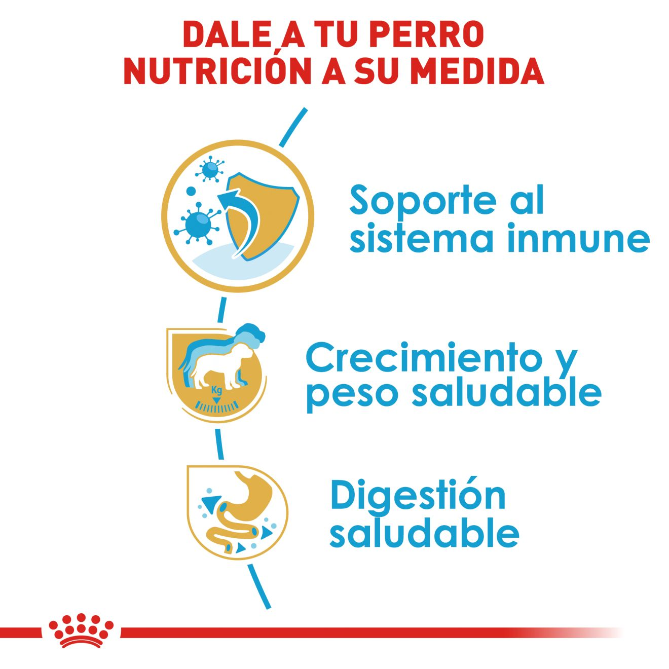 Labrador Retriever Cachorro