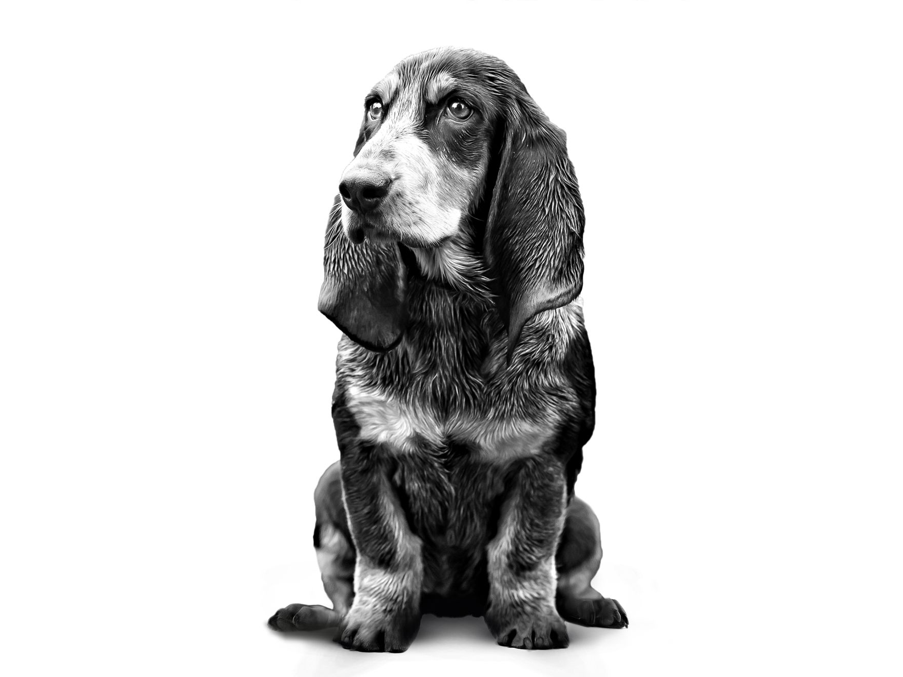 Petit Bleu de Gascogne adulto in bianco e nero 