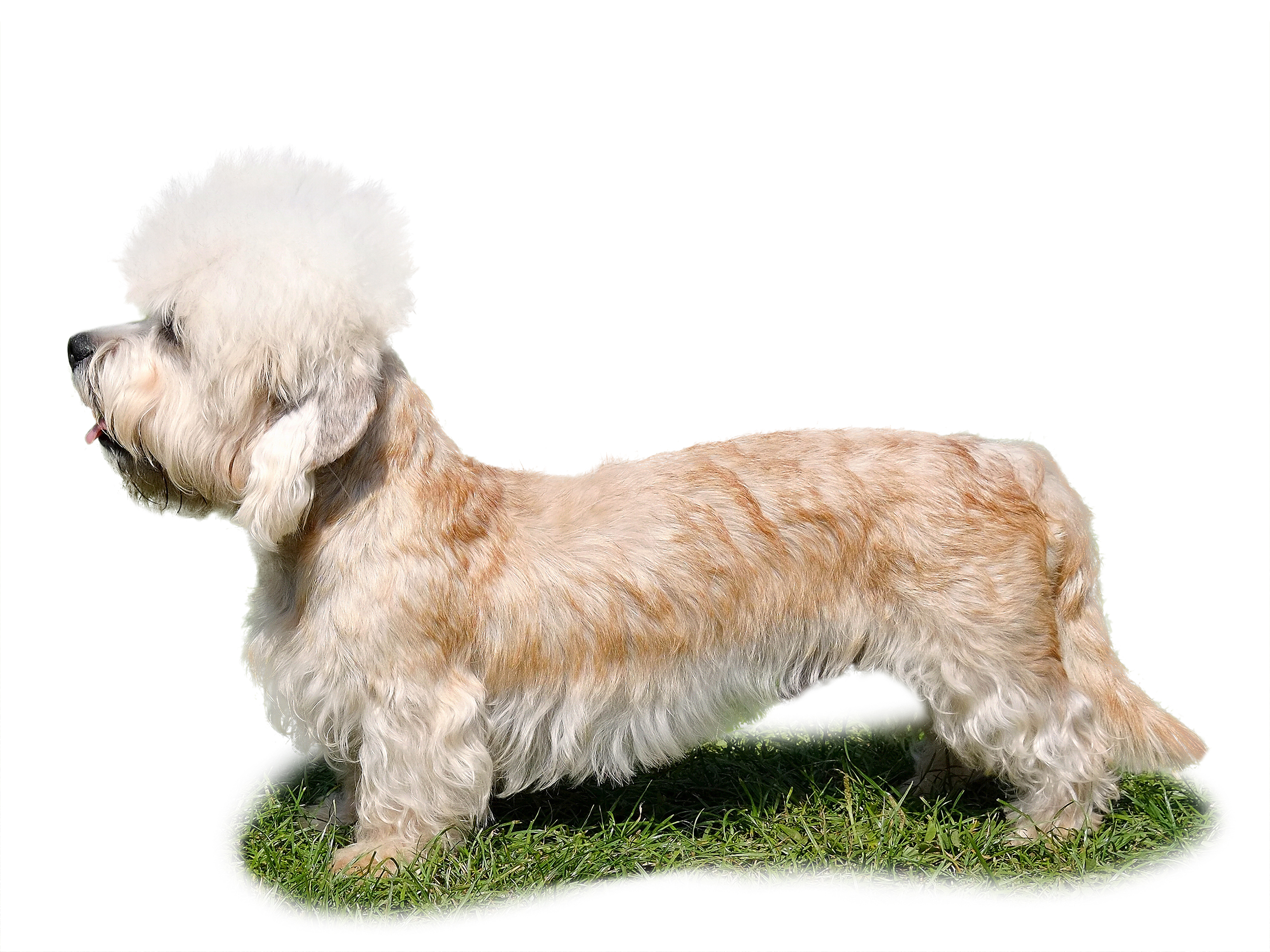 Dandie dinmont terrier black and white