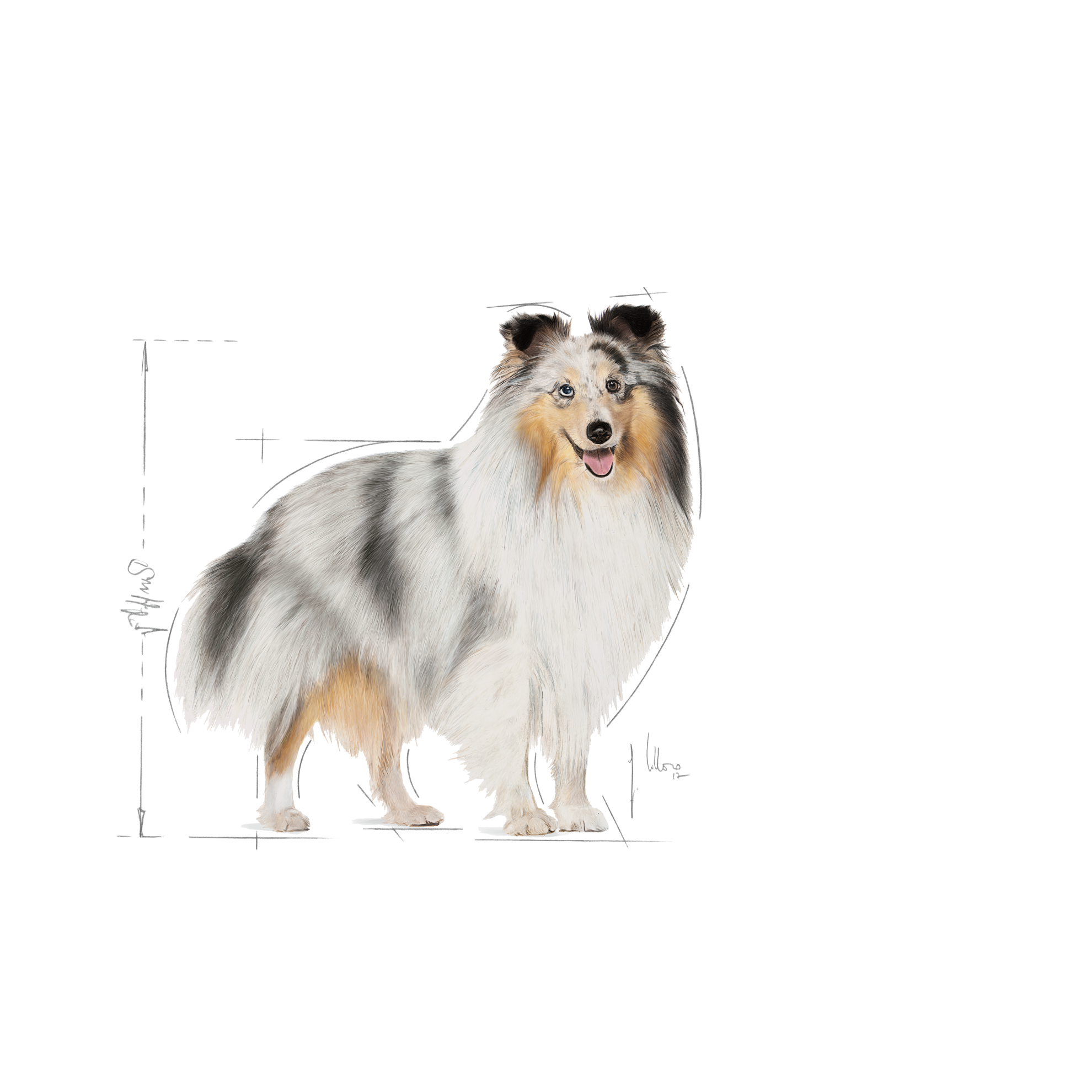 Coat Care Adult Loaf Royal Canin DK