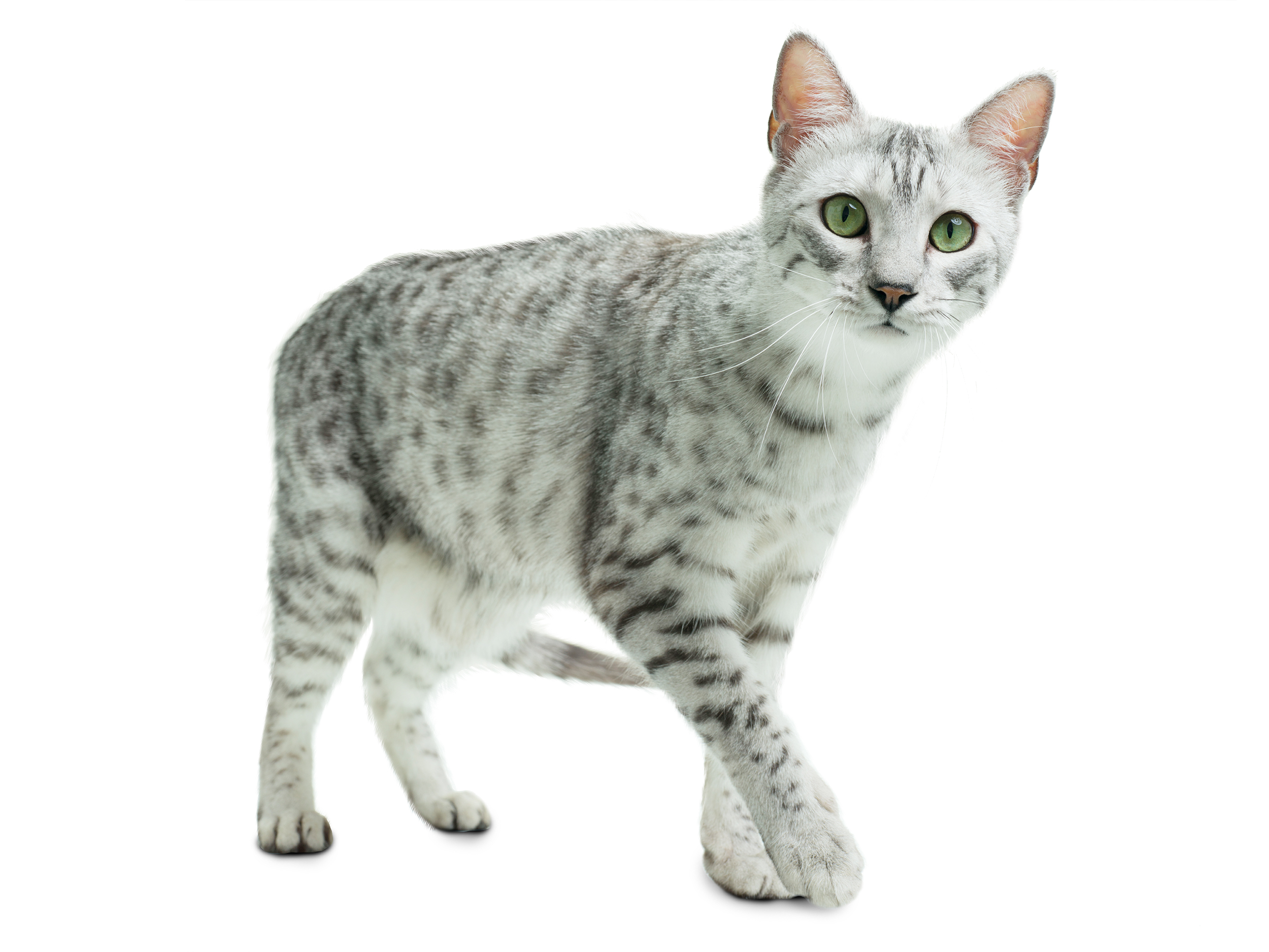 Egyptian Mau adult in black and white