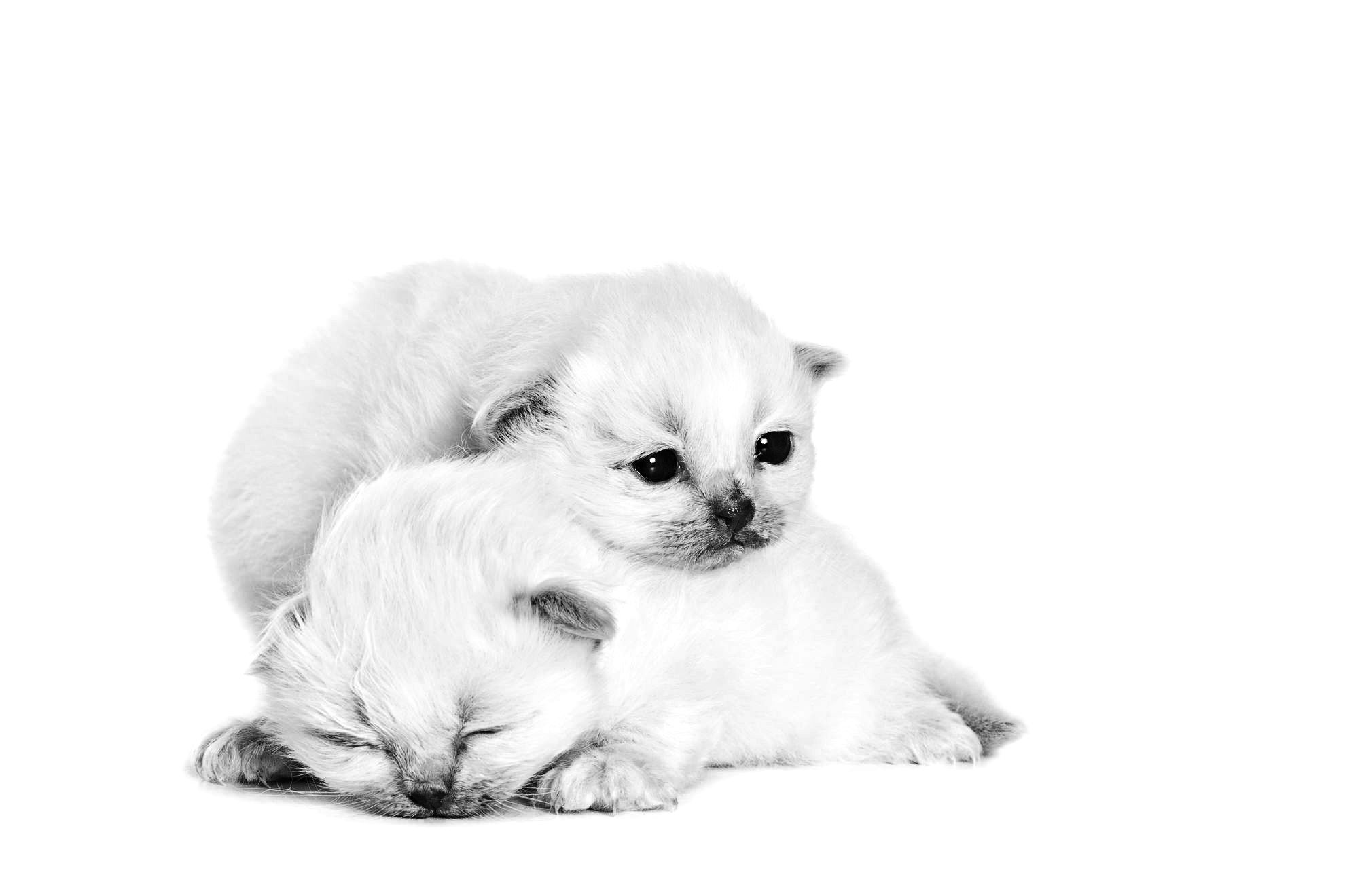 Sacred Birman kittens lying down in black and white on a white background