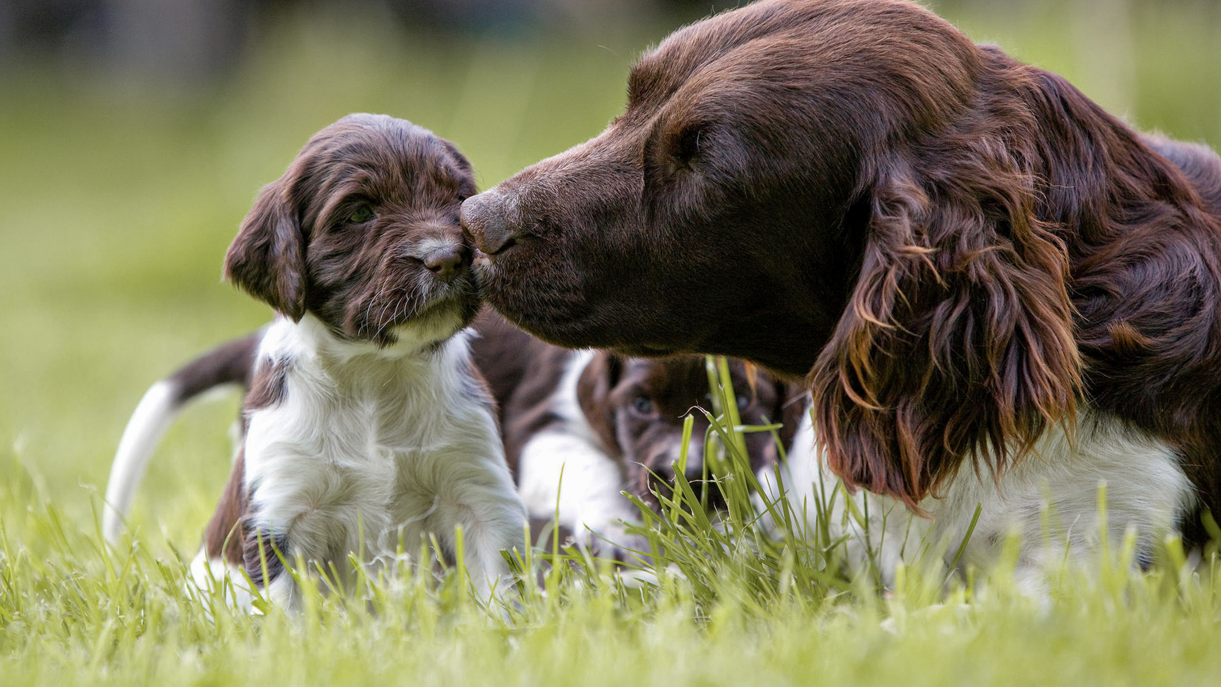 Adult Munsterlander lying down in a garden with her puppies.