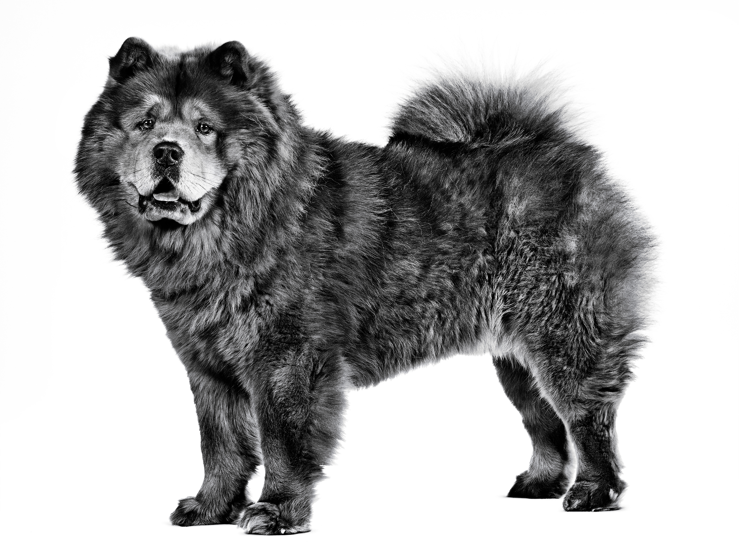 schwarze Chow Chow Mischung