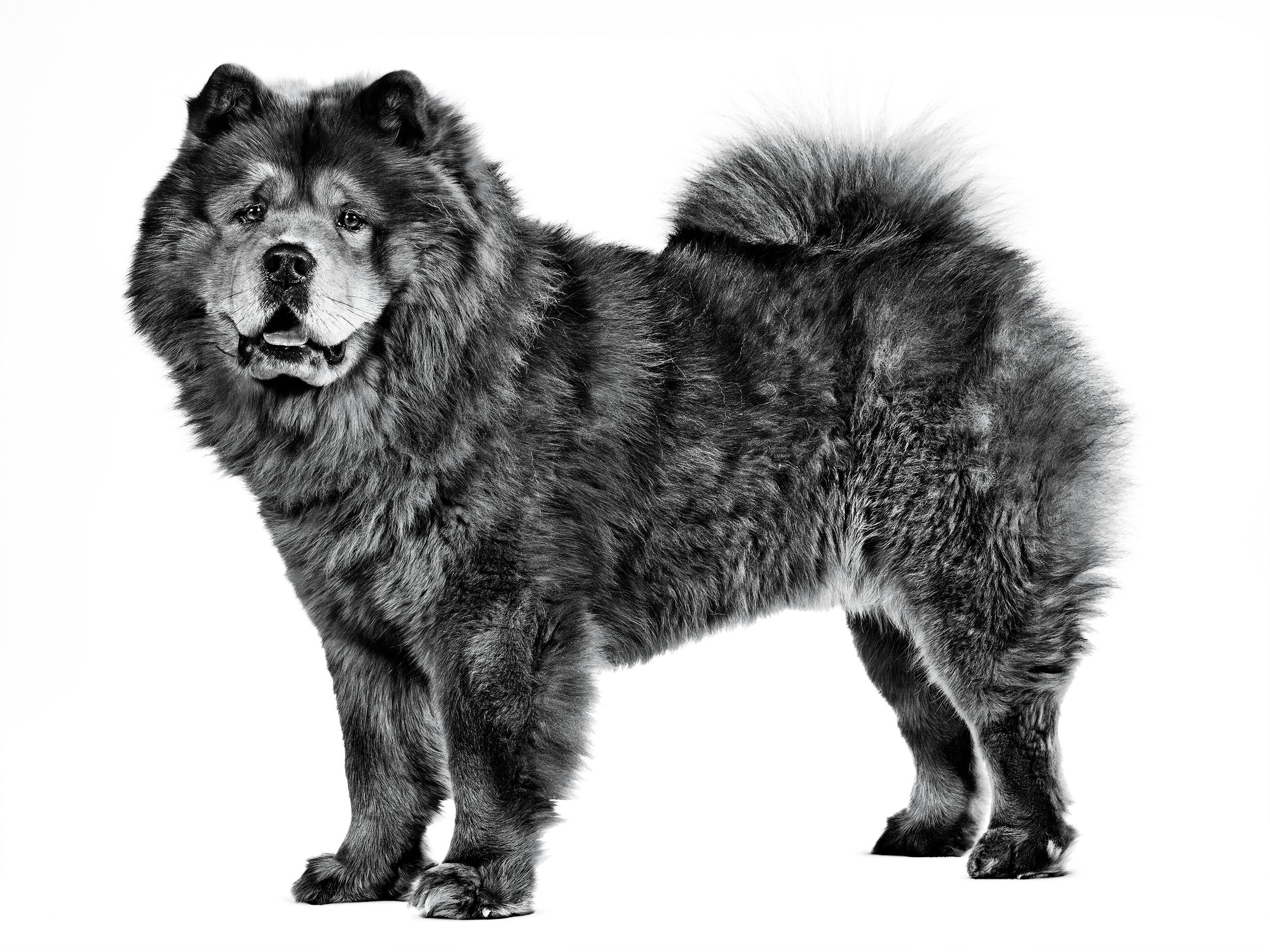 A white hotsell chow chow