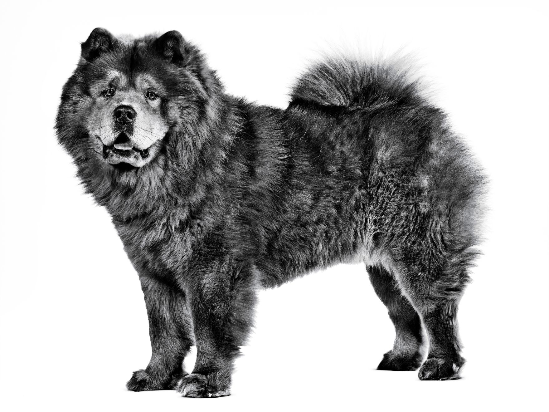 chow-chow-black-and-white