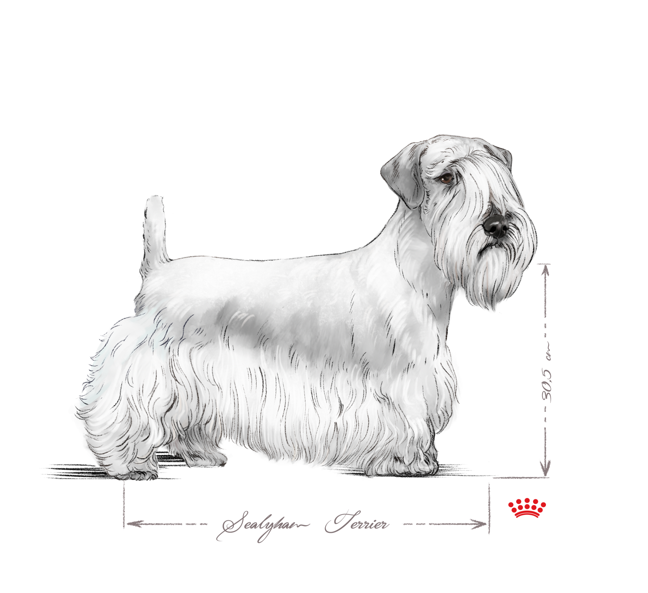 black and white sealyham terrier adult sitting