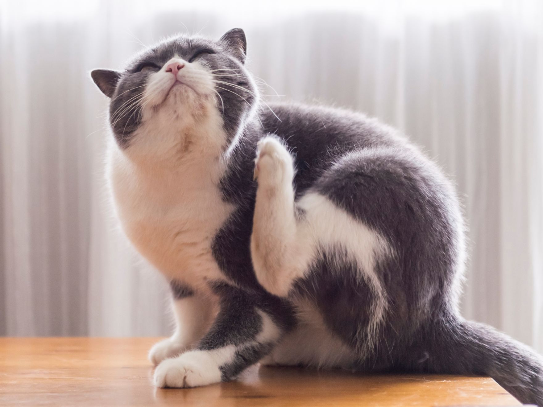 Grey and white cat sitting scratching neck with paw