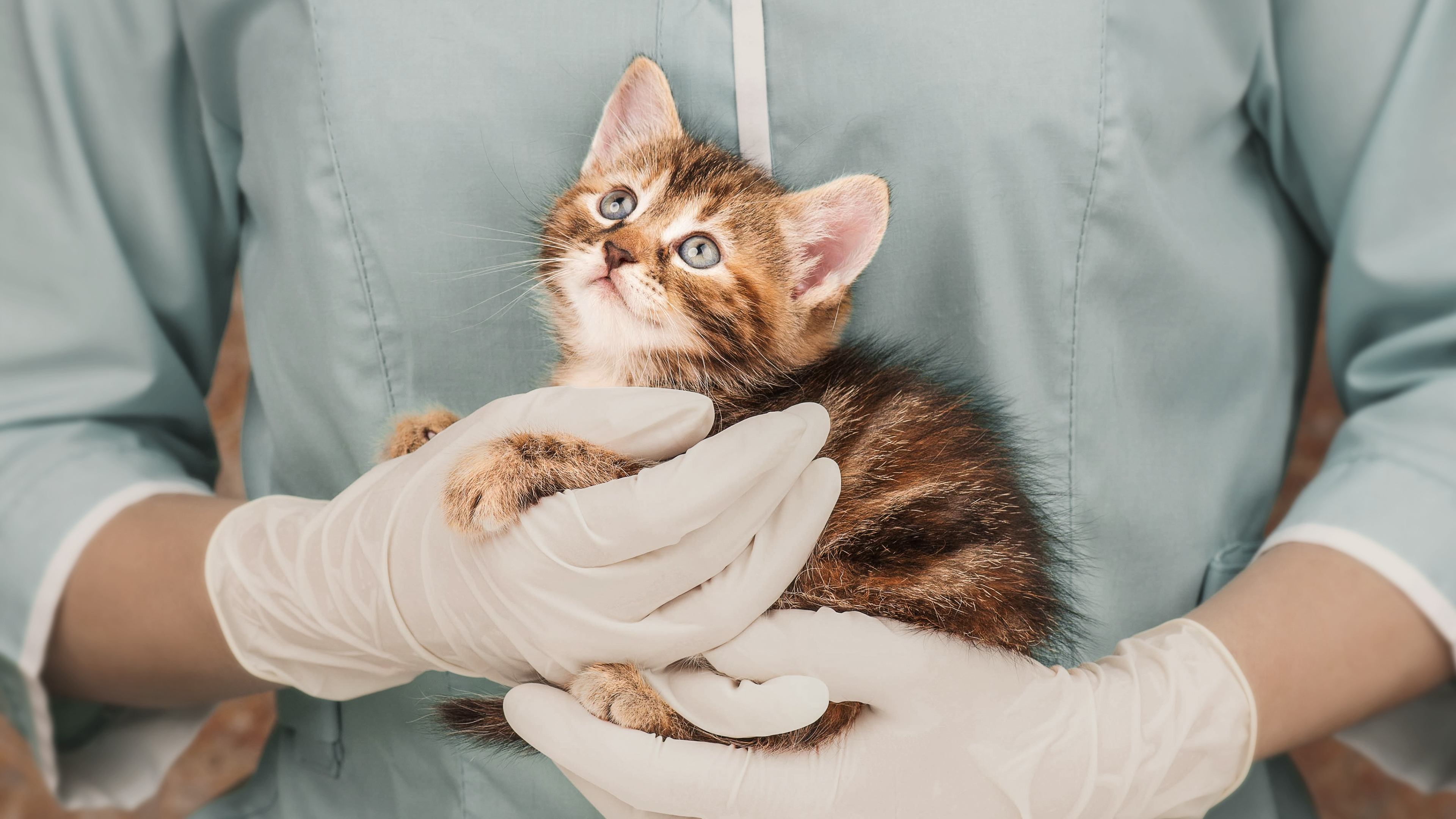 Brown tabby kitten being held by a vet in blue scrubs