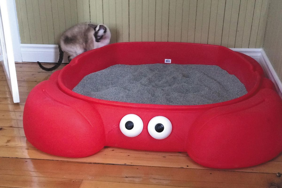 Litter boxes must be large but a variety of options are available – for example, a child’s sandbox can be used.