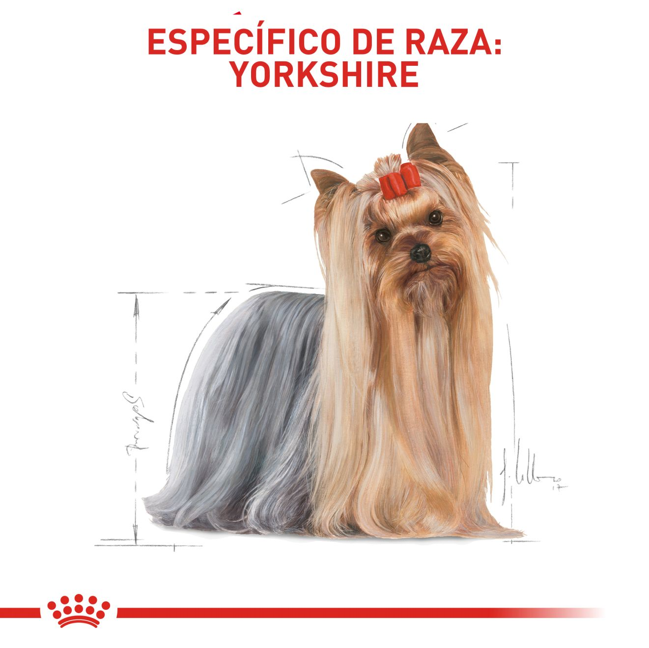 Yorkshire Terrier Adult