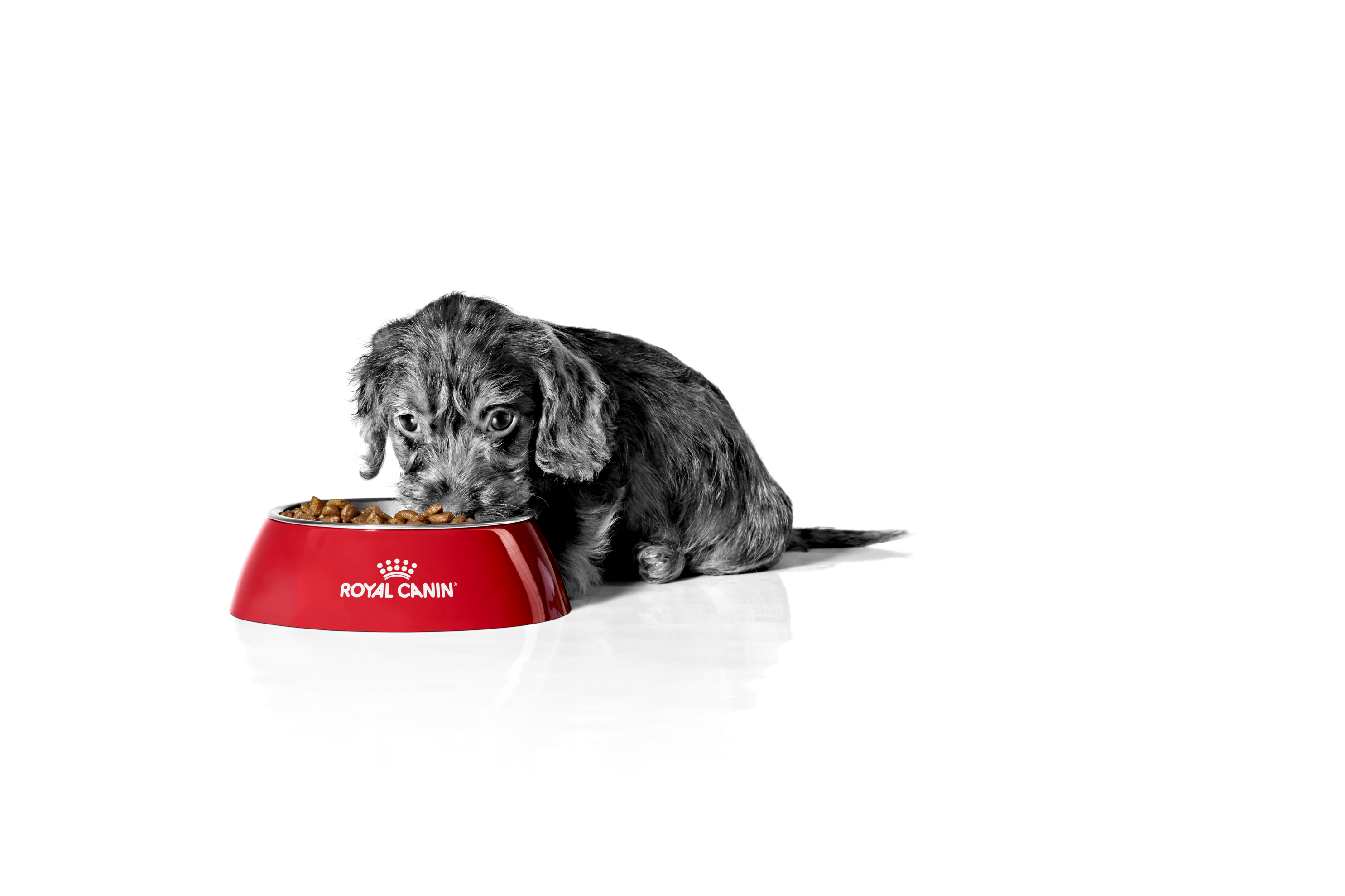 Dachshund puppy in black and white eating from a red bowl