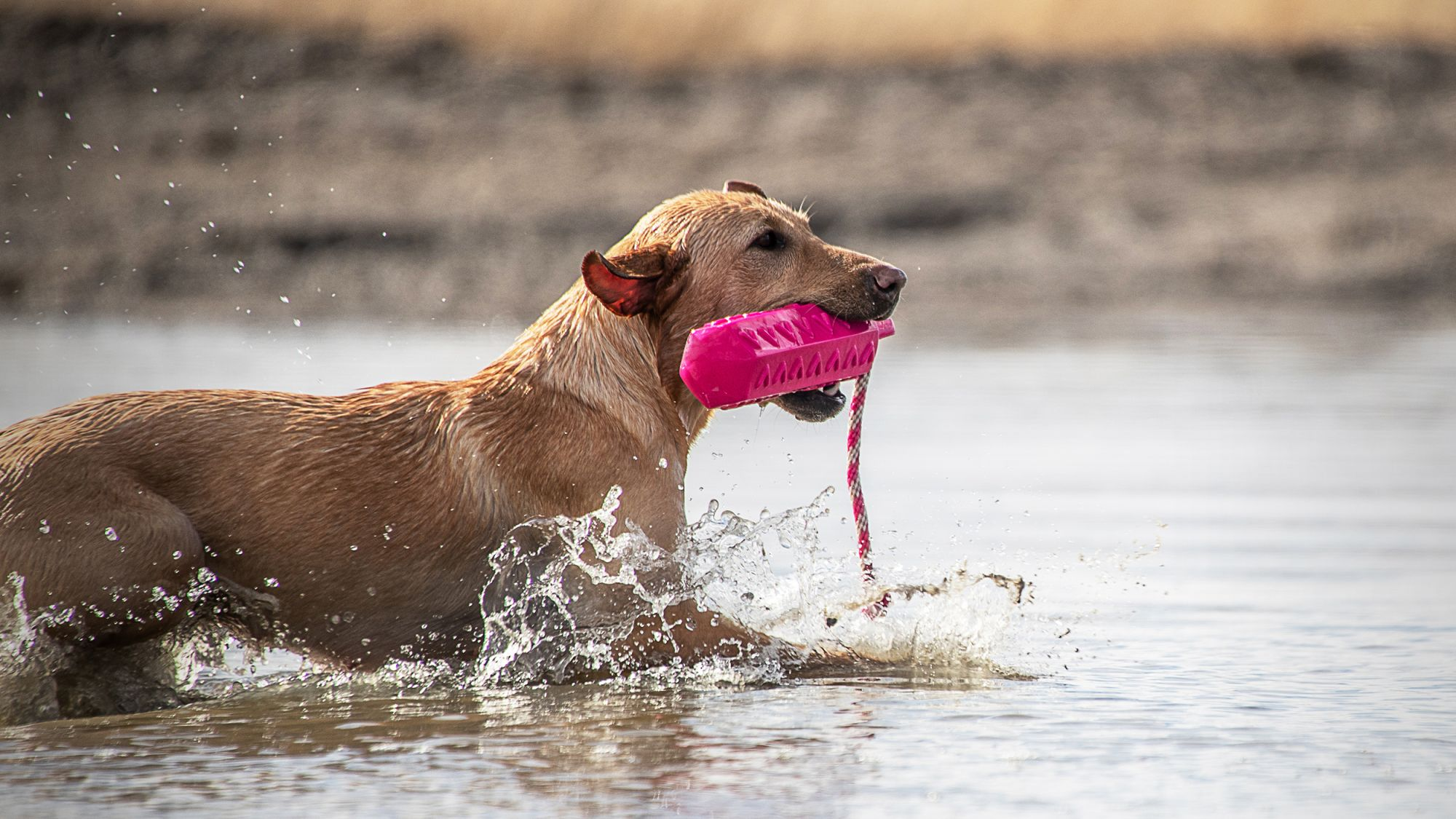 愛犬と一緒に楽しむアウトドアアクティビティや運動 Eukanuba