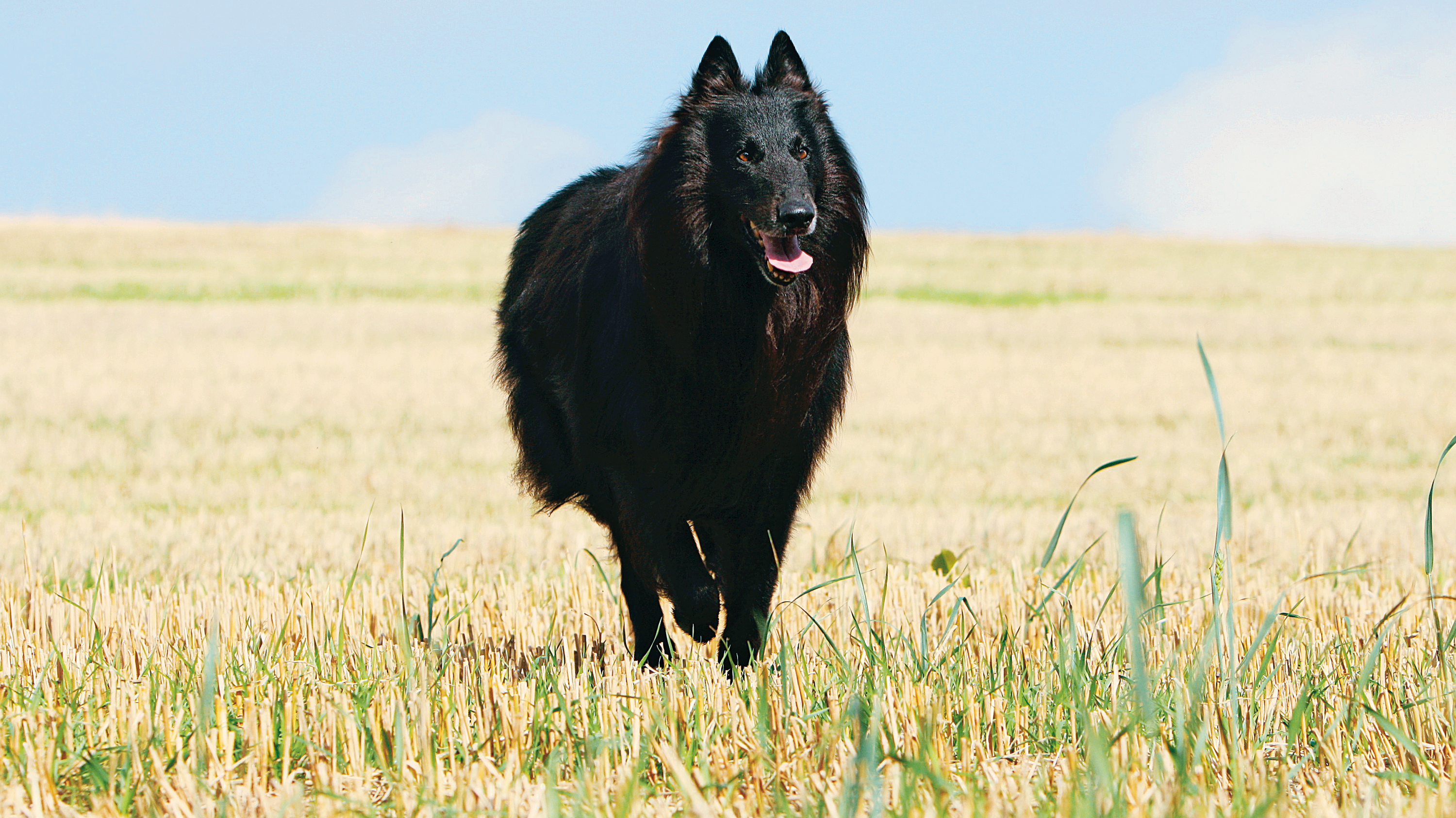 Svart belgisk fårehund som løper gjennom en tørket åker