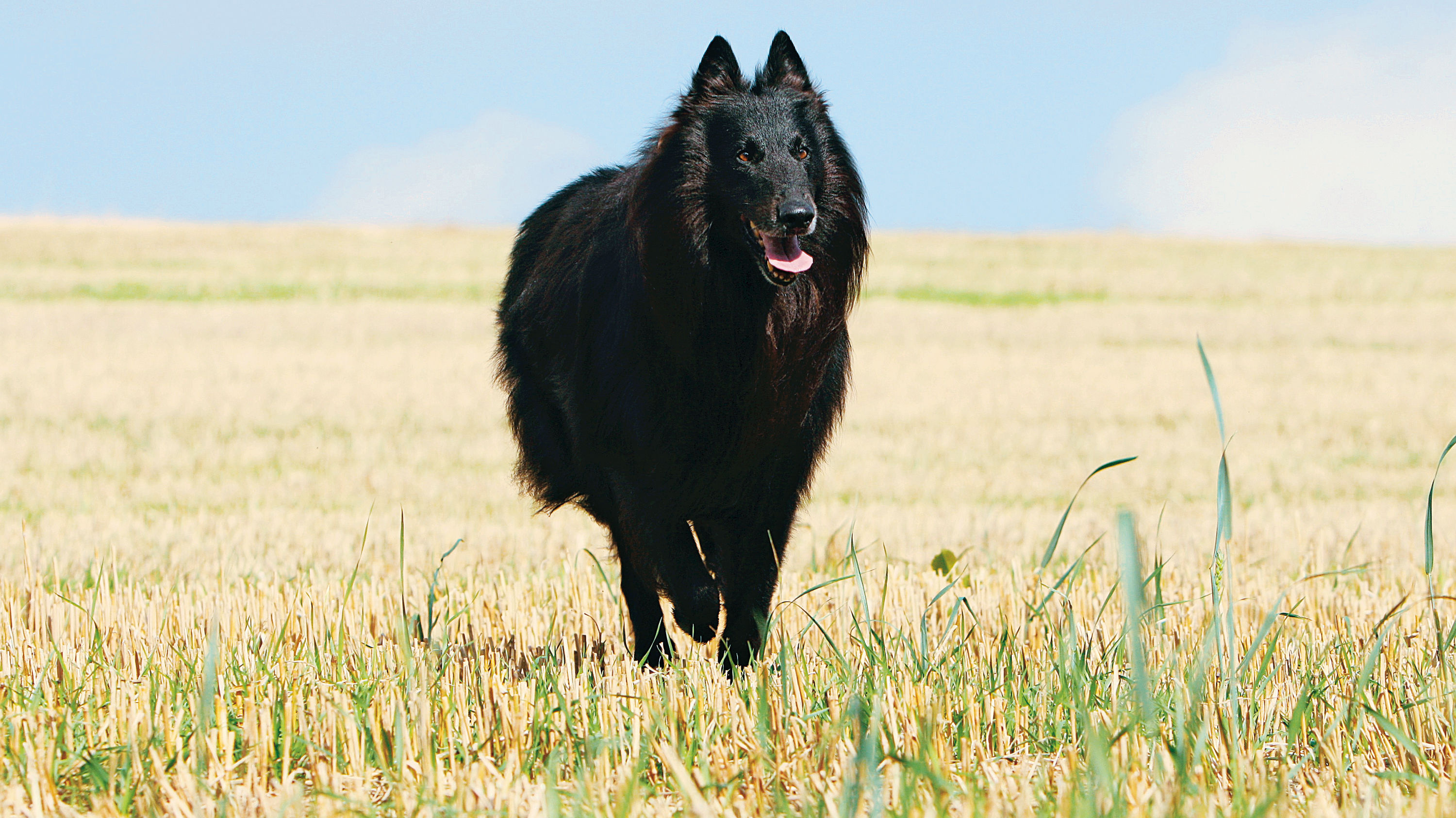 Black Belgian Shepherd running through dried field