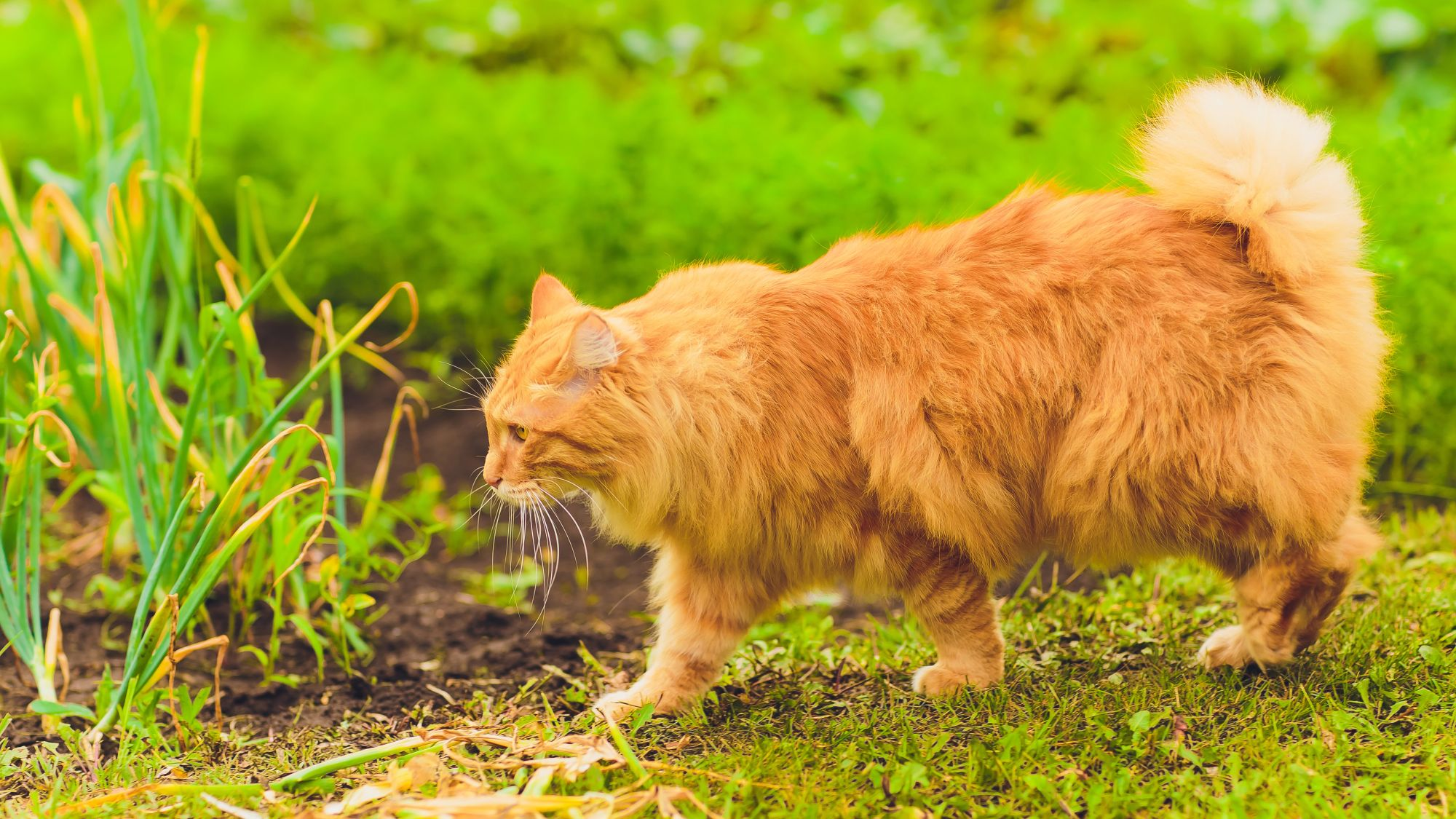 Ginger American Bobtail cat walking through a vegetable patch