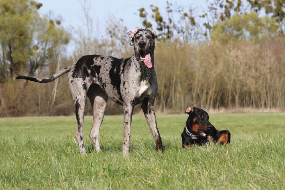 Certaines races de chiens sont bien connues pour être génétiquement prédisposées à la cardiomyopathie dilatée