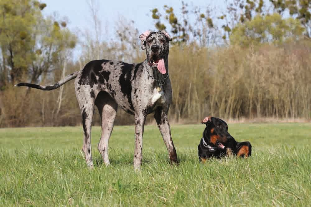 Certain dog breeds are well-recognized as being genetically prone to dilated cardiomyopathy