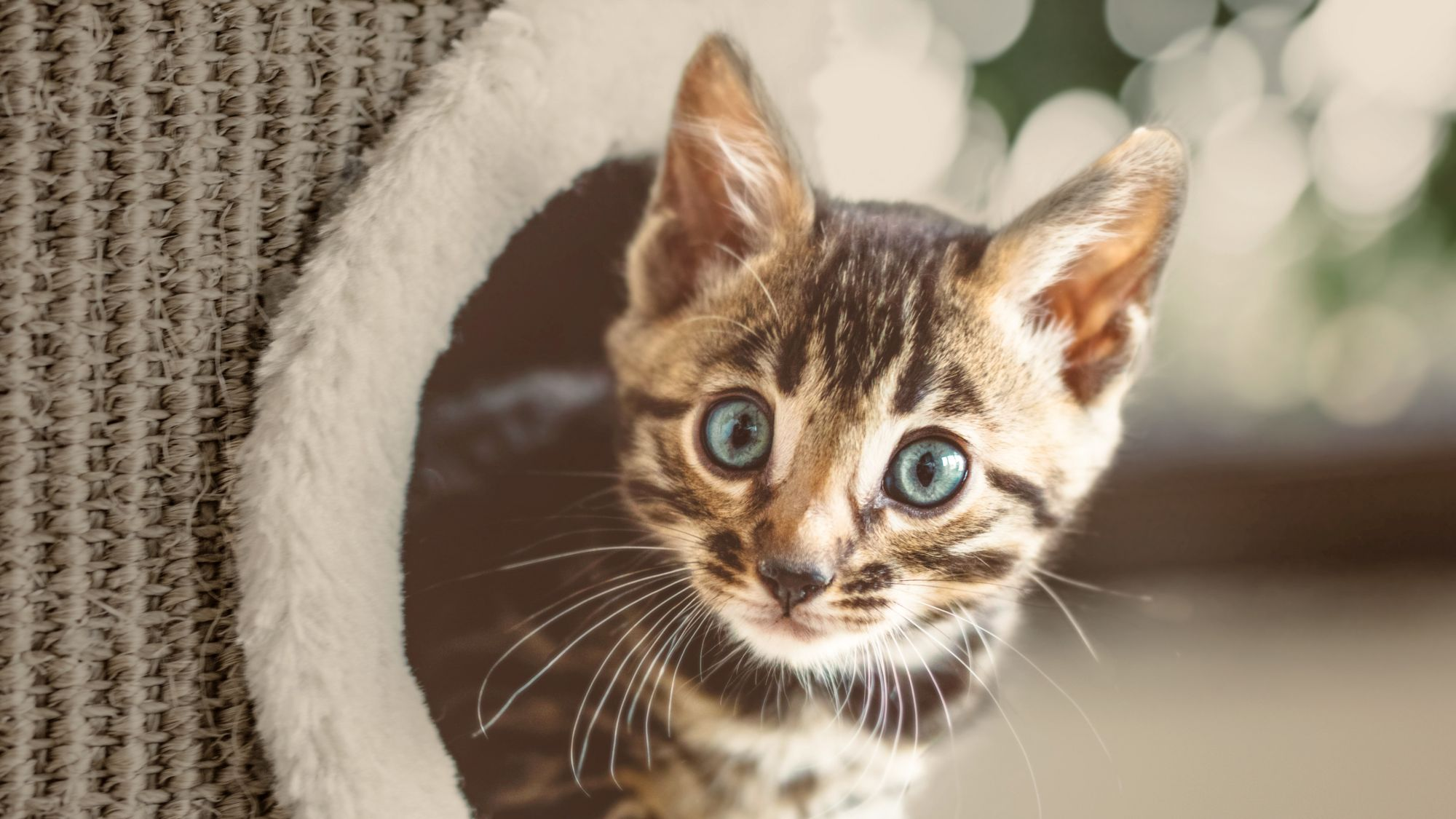 Bengal kitten sitting in a cat tree