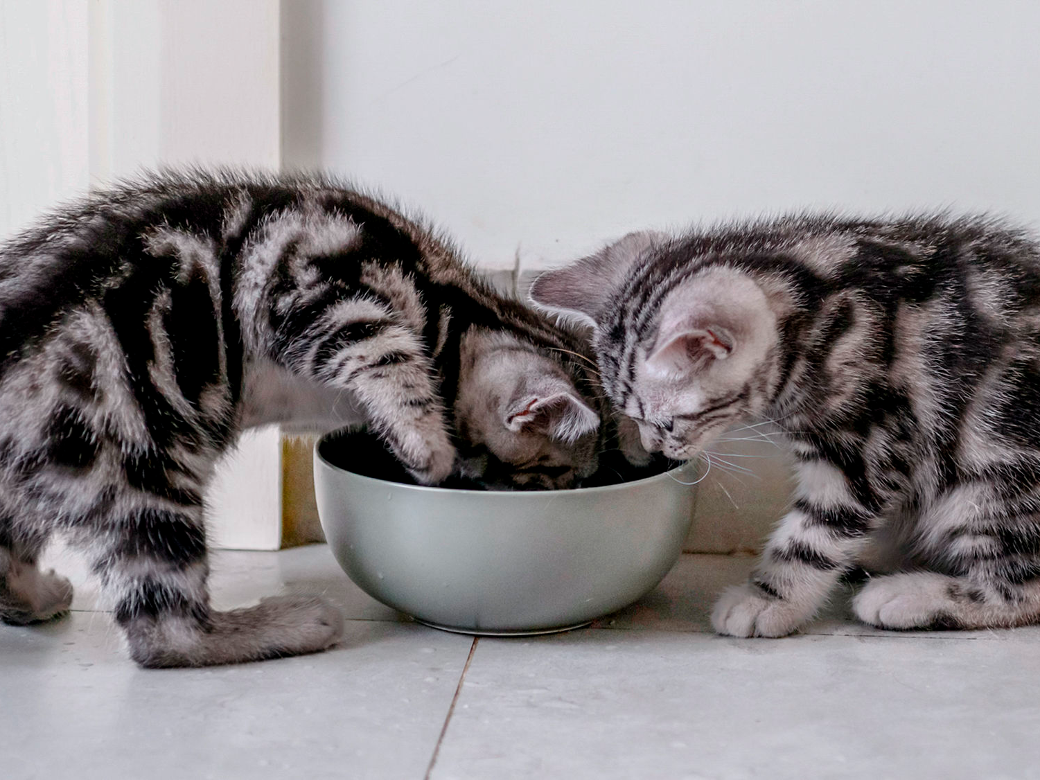 은색 사료 그릇 옆에 앉아 있는 새끼 고양이들