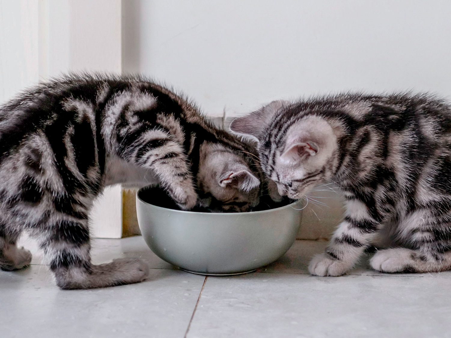 Twee kittens eten uit een voerbak