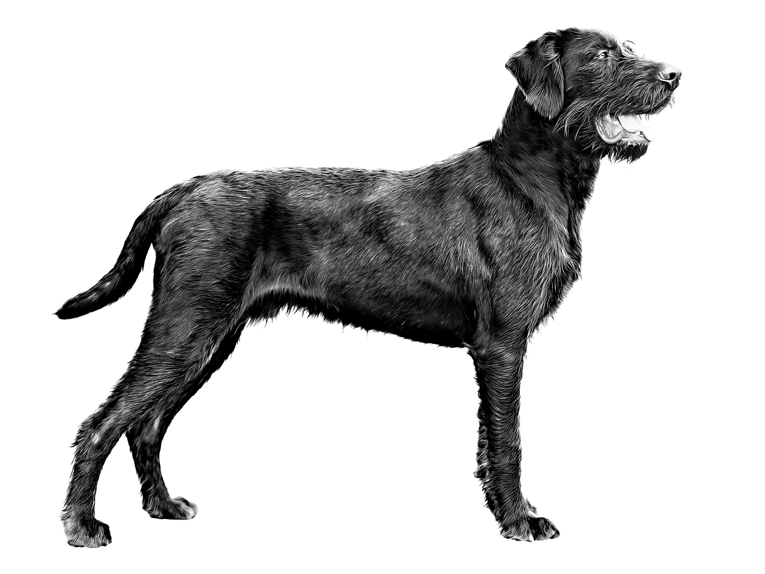 Pudelpointer adult standing black and white