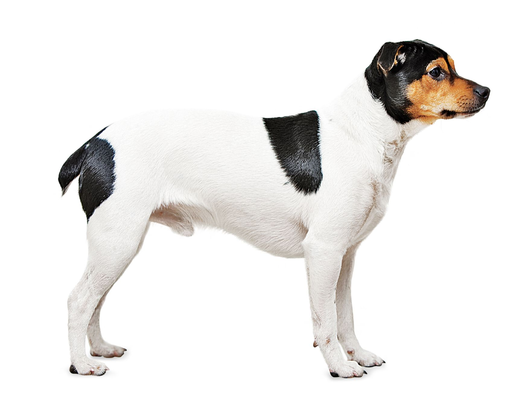 Danish-swedish farmdog