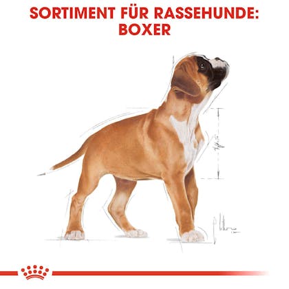 Royal canin boxer - Die TOP Auswahl unter der Vielzahl an Royal canin boxer!