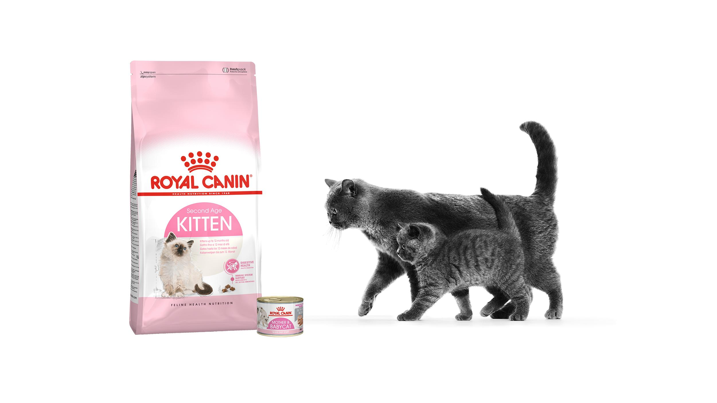 tailored nutrition for your kitten neonatal