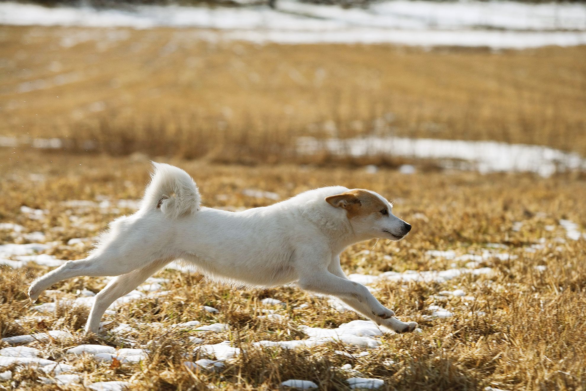 Norrbottenspets running across grass and snow