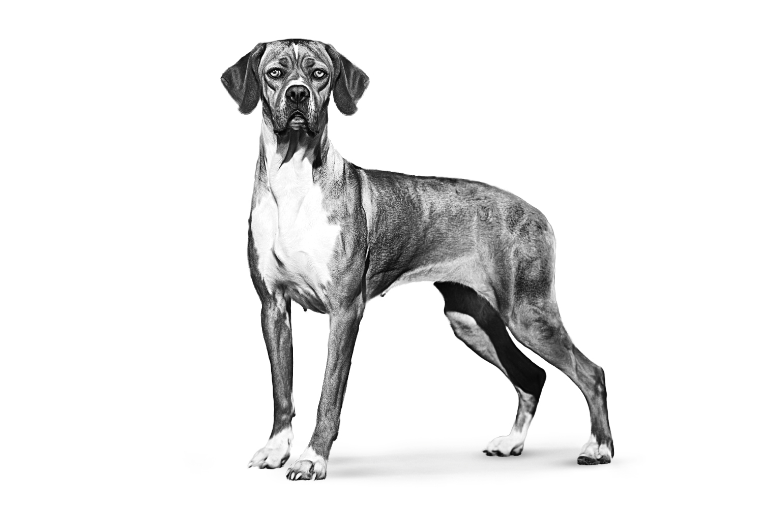 Portugese Pointing Dog adult black and white