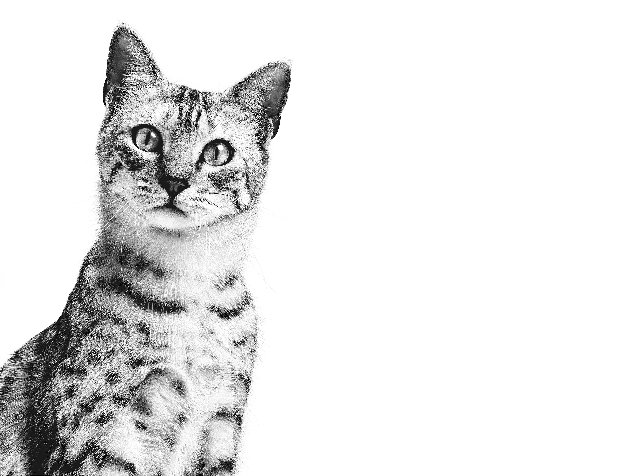 Egyptian Mau adult in black and white
