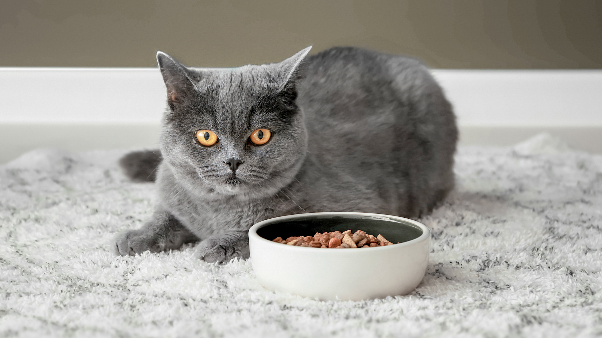 Kucing British Shorthair dewasa berbaring di dalam ruangan di atas karpet putih di samping mangkuk makanan.