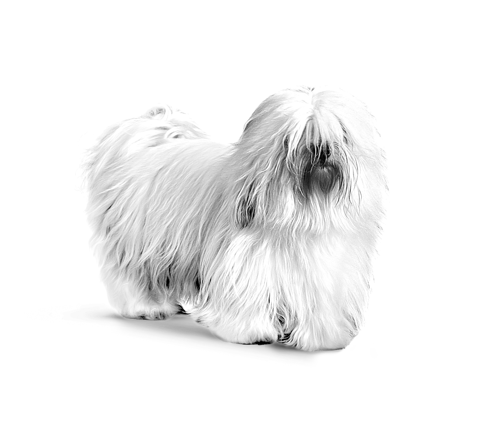 Coton de tulear store adults