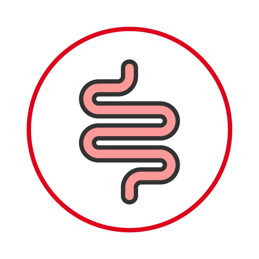 Ilustración de intestinos de perro