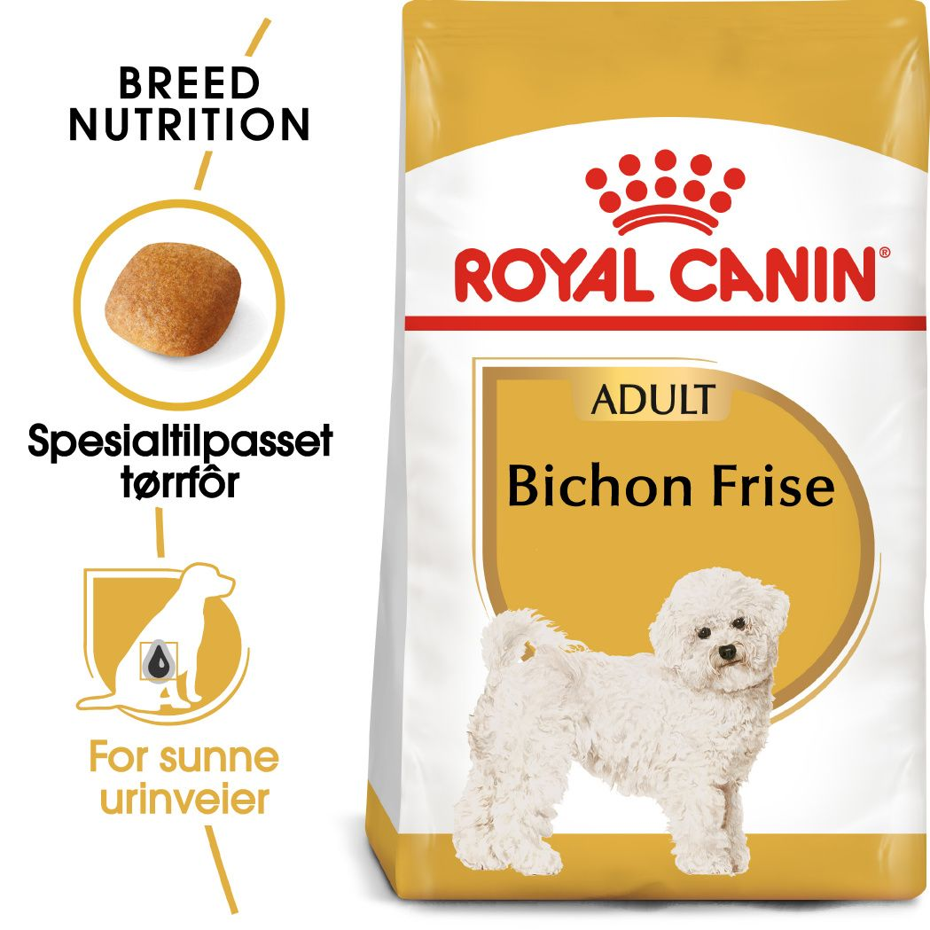 Bichon Frise Adult