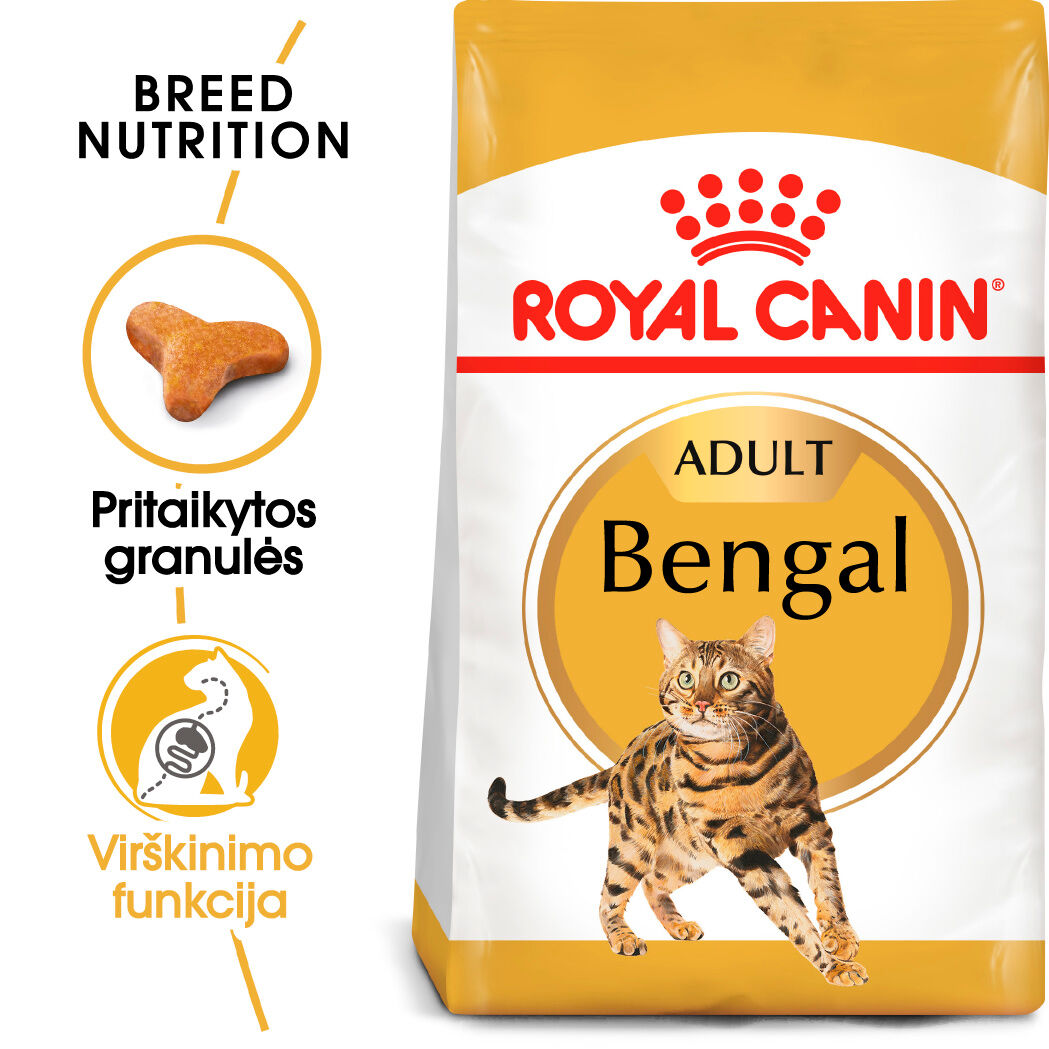 Bengal Adult