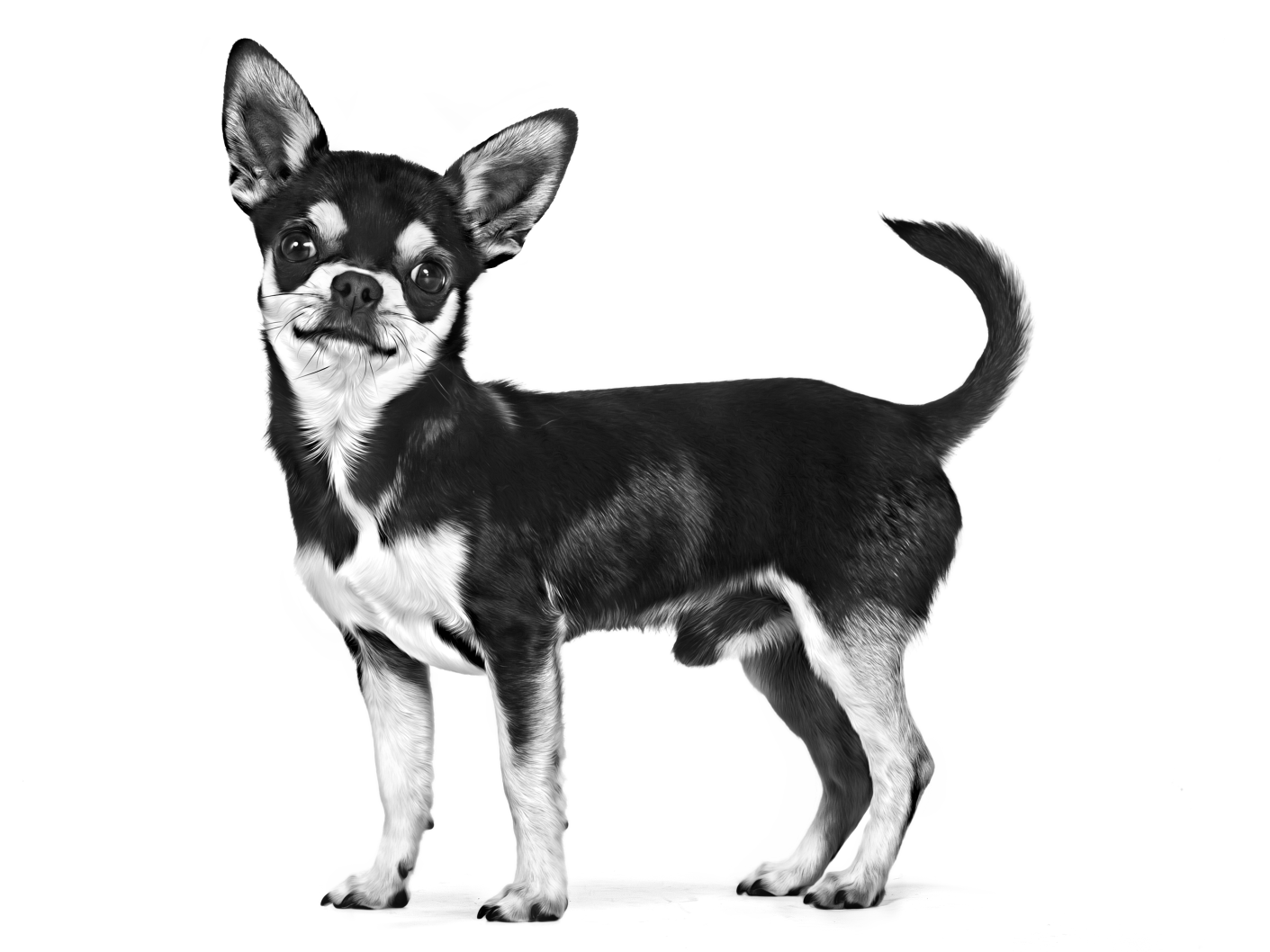Chihuahua adulto en blanco y negro sobre un fondo blanco