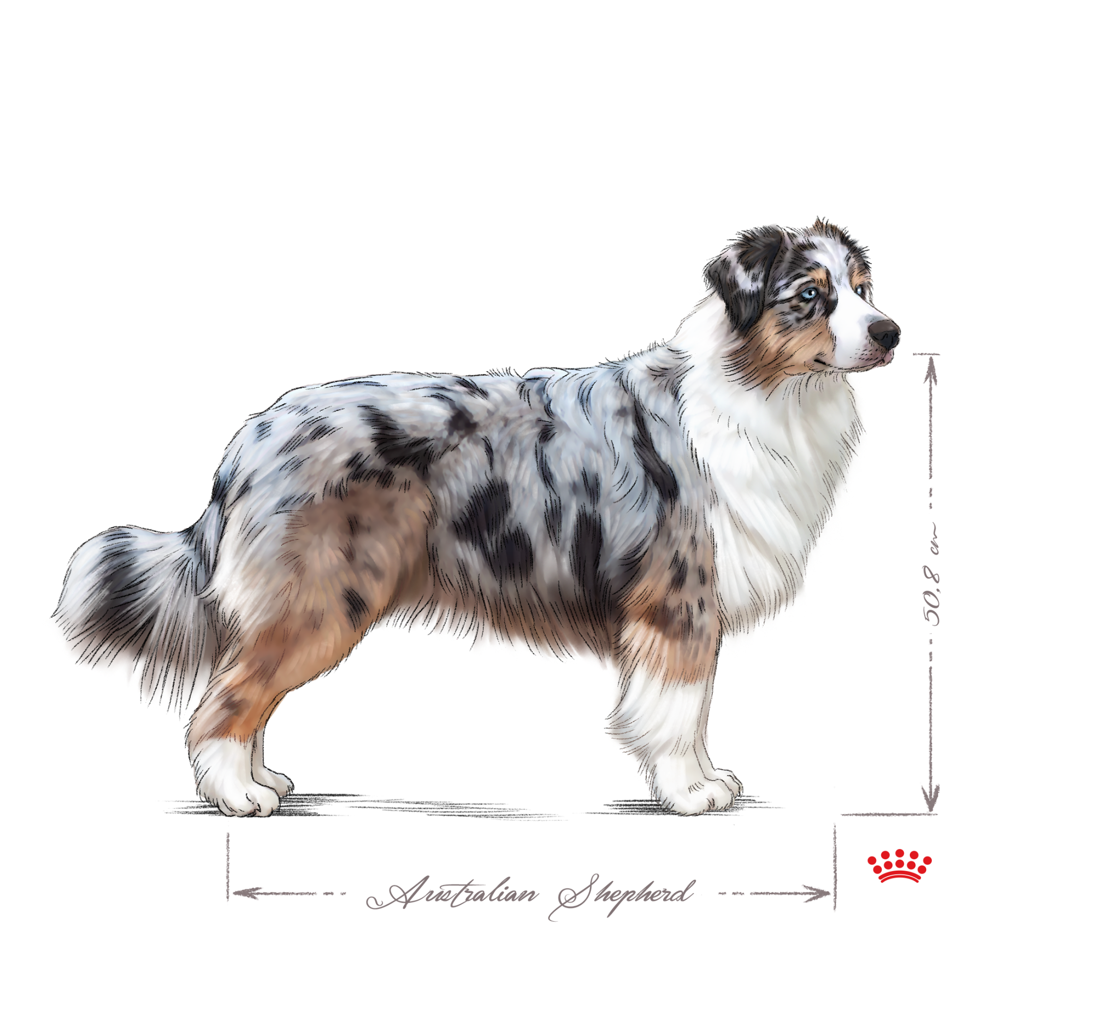 Vuxen Australian Shepherd i svartvitt