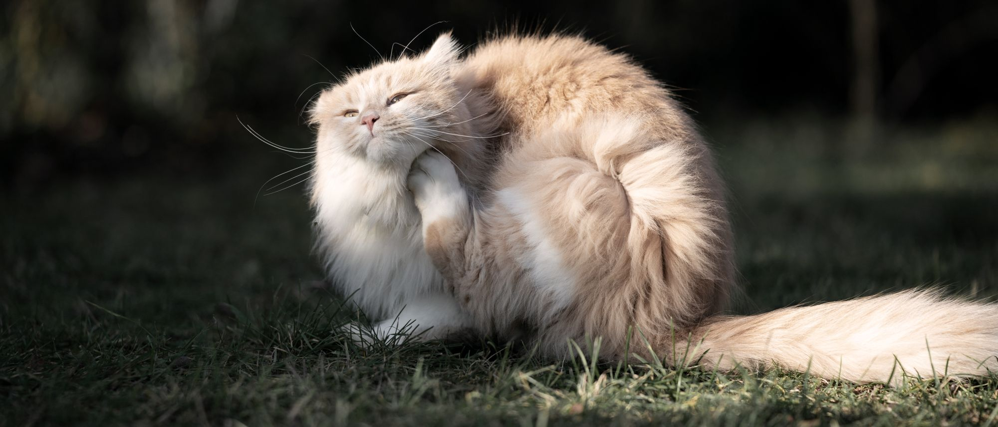 Ginger cat scratching ears sat on grass