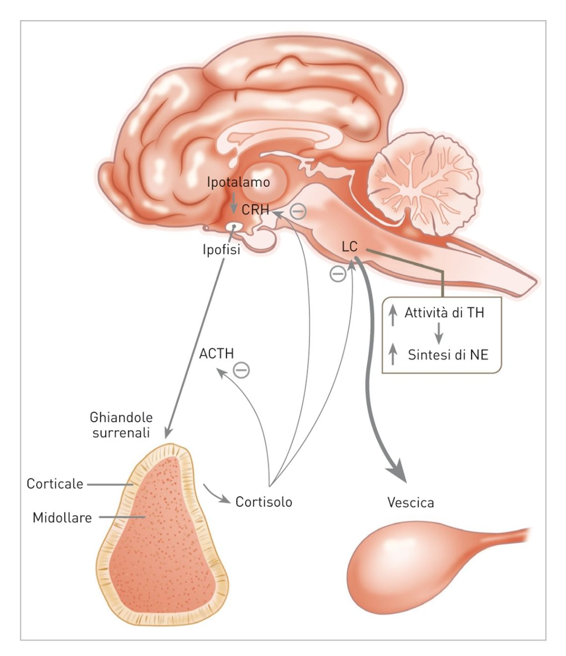 Nei gatti con FIC sono state segnalate anomalie neuroendocrine, cioè ridotta attivazione dell'asse HPA e iperattivazione del sistema nervoso simpatico. TH = tirosina idrossilasi; NE = norepinefrina; CRH = ormone di rilascio della corticotropina; LC = Locus coeruleus