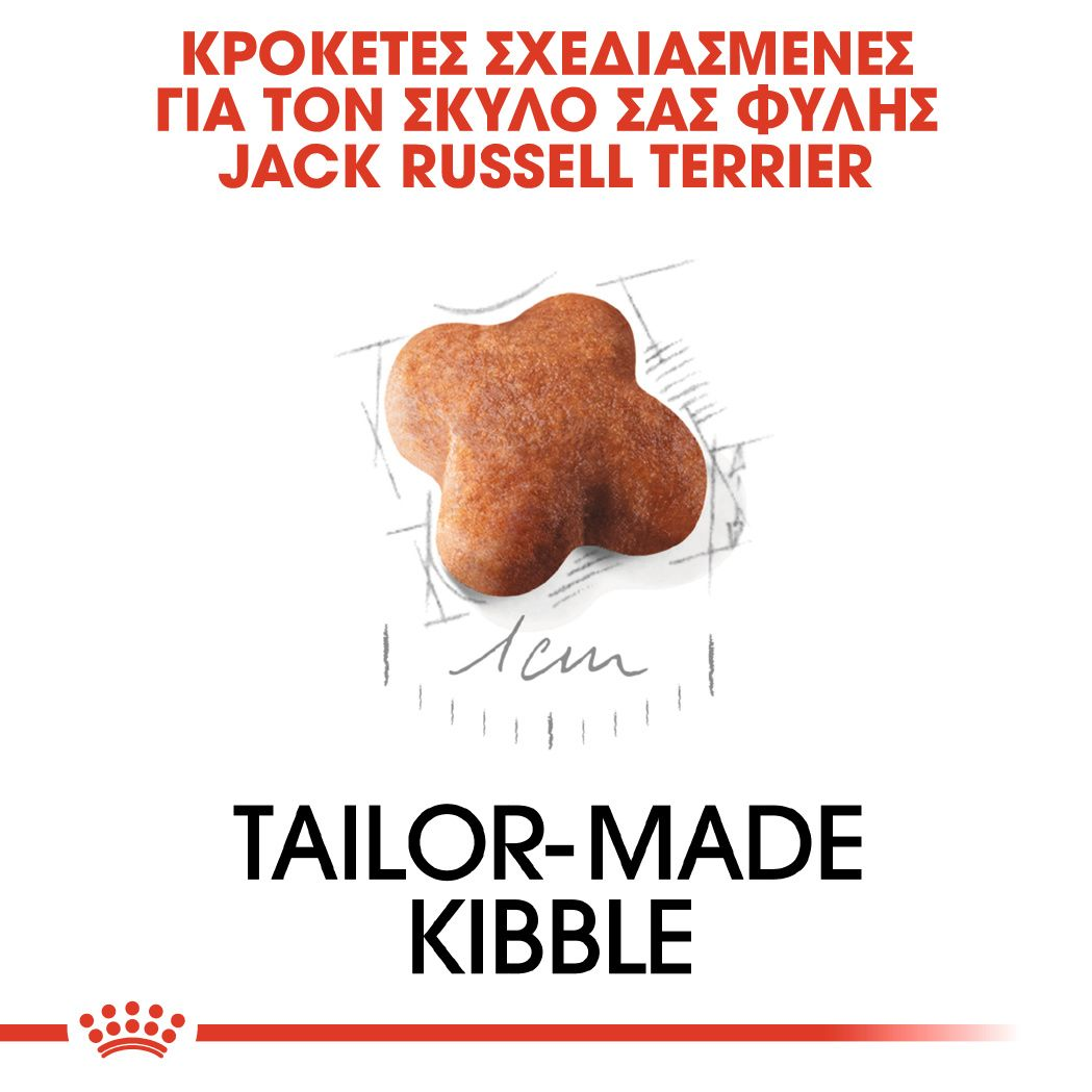 Jack Russell Terrier Puppy