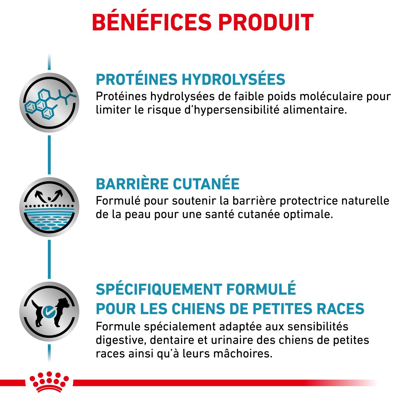 Hypoallergenic Small Dog