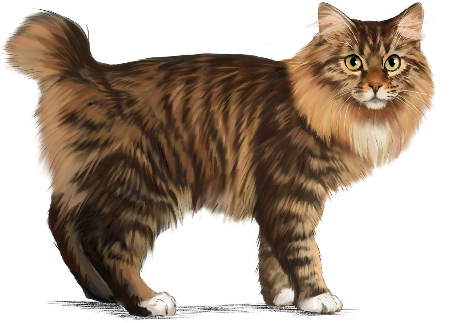 American Bobtail