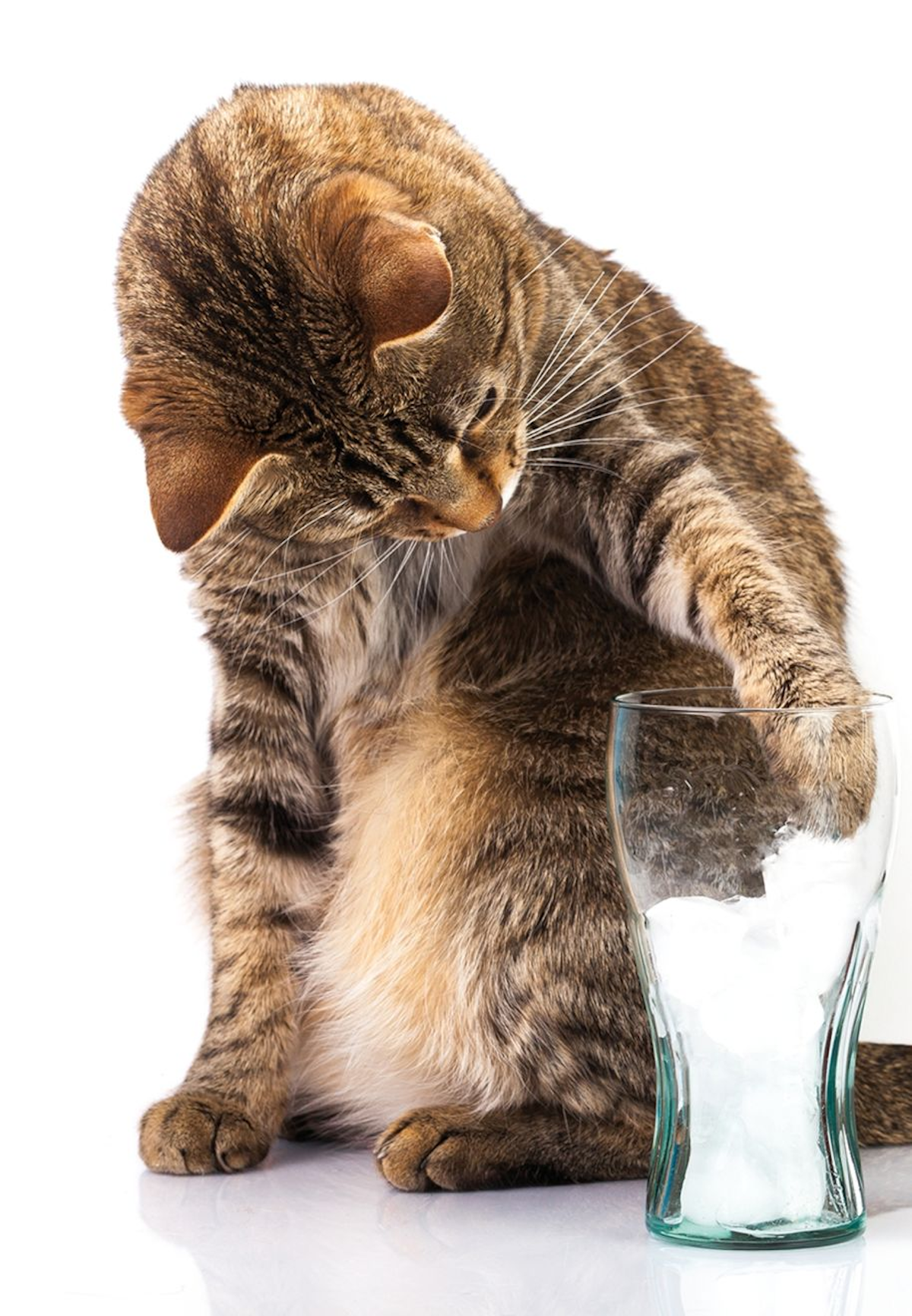 Dla kotów nowe źródła wody, takie jak kostki lodu, mogą być interesującymi obiektami do zabawy i może to także zachęcić je do większego spożycia wody.
