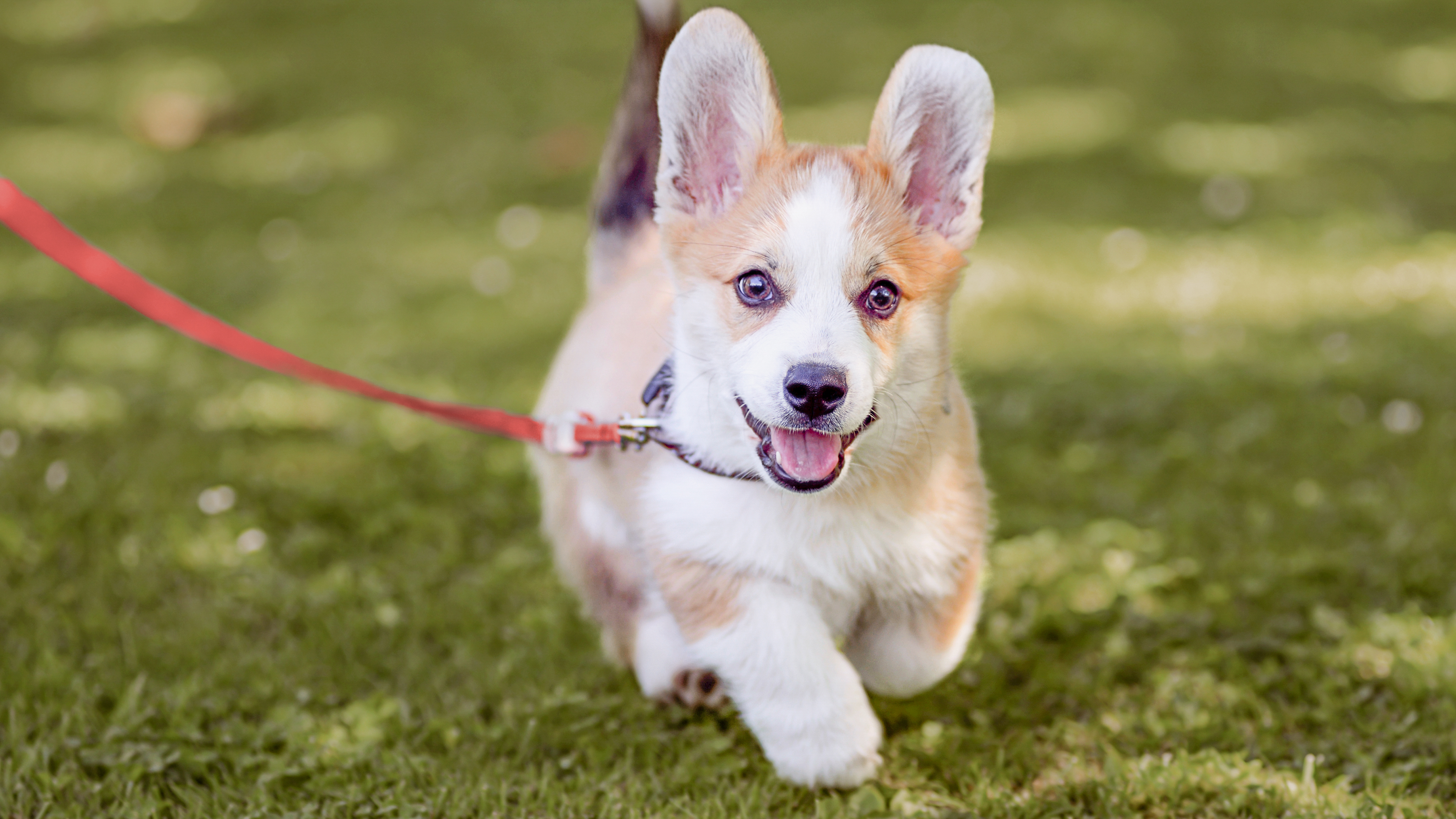 Welsh Pembroke Corgi puppy running outdoors on a lead