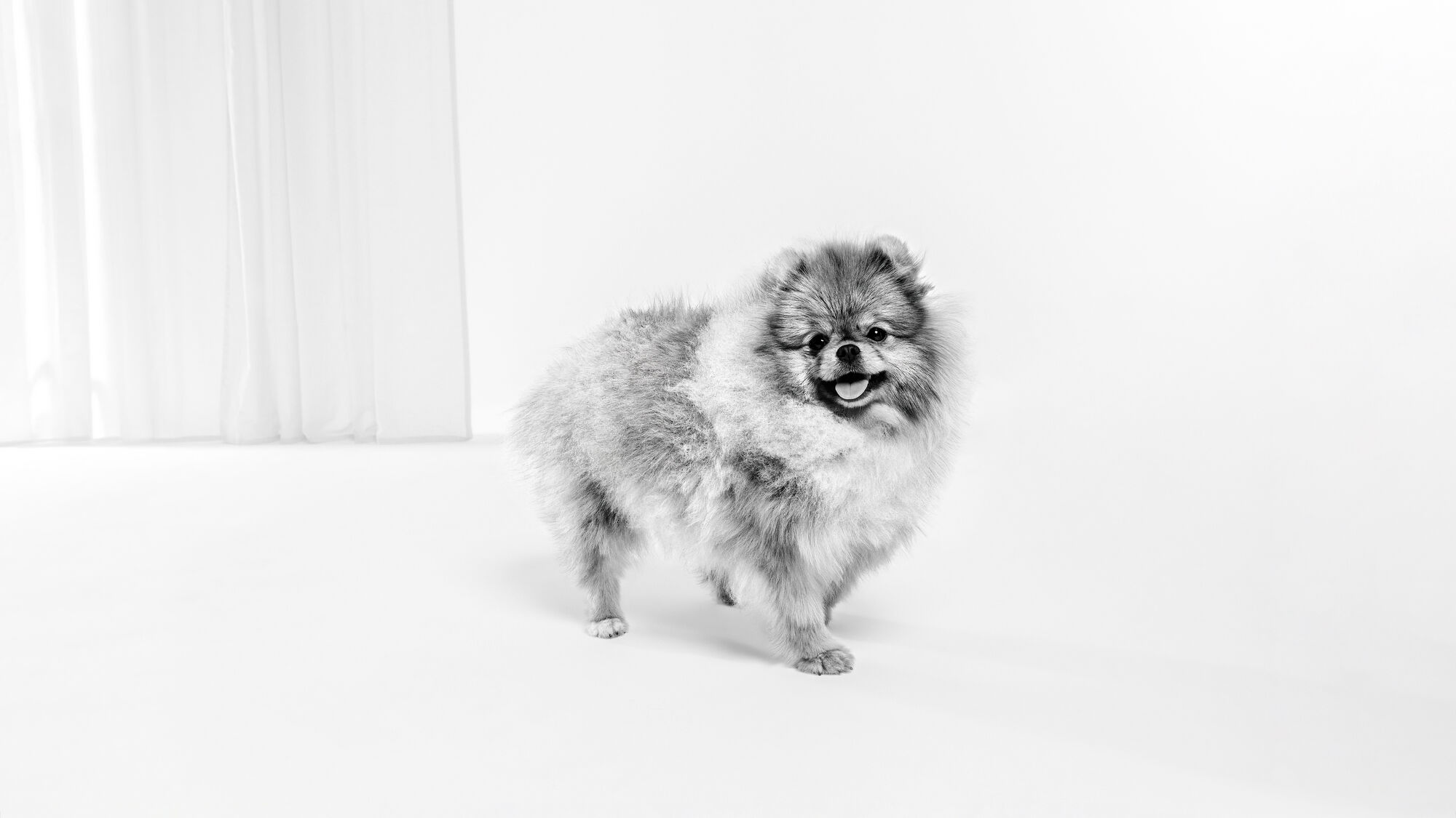 Pomerania único blanco y negro adentro